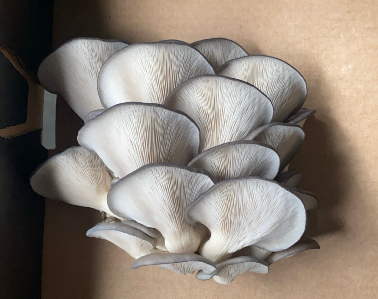 Fresh Blue Oyster Mushroom