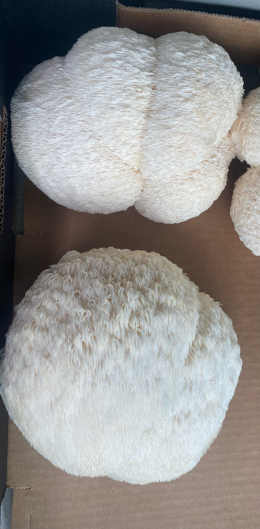 Fresh Lion's Mane Mushroom